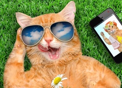 Kot w okularach przeciwsłonecznych relaksuje się na trawie obok telefonu