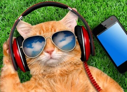 Kot w okularach przeciwsłonecznych ze słuchawkami na uszach