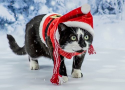 Kot, Strój, Mikołaja, Śnieg