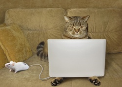 Kot z laptopem i myszką na kanapie