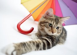 Kot, Kolorowa, Parasolka