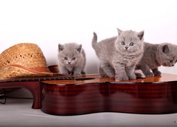 Trzy, Małe, Koty brytyjskie, Gitara, Kapelusz
