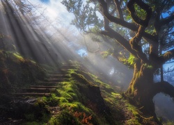 Krajobraz lasu wawrzynowego na Maderze