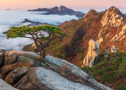 Góry, Mgła, Skały, Sosna, Góra Dobongsan, Park Narodowy Bukhansan, Prowincja Gyeonggi, Korea Południowa