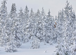 Śnieg, Zima, Las, Drzewa