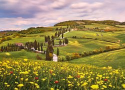 Wzgórza, Droga, Drzewa, Cyprysy, Łąka, Kwiaty, Monticchiello, Prowincja Siena, Toskania, Włochy