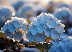 Krople na niebieskiej hortensji i liściach