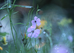 Krople wody na drobnych fioletowych kwiatkach