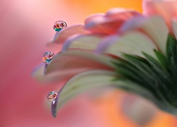 Krople wody na płatkach kwiatu