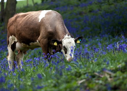 Krowa ma apetyt na niebieskie kwiatki