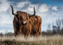Krowa rasy szkockiej highland na trawiastej łące