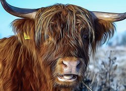 Krowa, Szkocka rasa wyżynna, Grafika