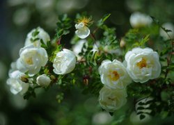Krzew białej rózy