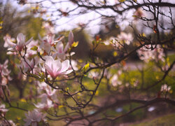 Magnolia, Różowe, Kwiaty, Krzew, Gałązki