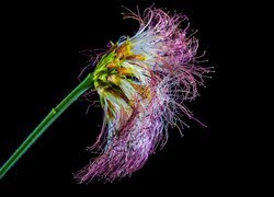 Kwiat albicji