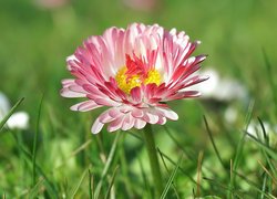 Kwiat biało-różowej stokrotki w trawie