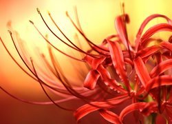 Kwiat czerwonej pajęczej lilii w makro