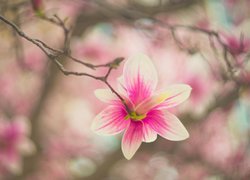 Gałąź, Bladoróżowy, Kwiat, Magnolia