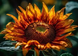 Kwiat rozświetlonego słonecznika w zbliżeniu