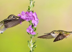 Kwiatki zwabiły kolibry