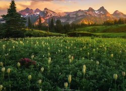 Park Narodowy Mount Rainier, Góry, Tatoosh Range, Drzewa, Łąka, Kwiaty, Stan Waszyngton, Stany Zjednoczone