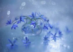 Cebulice syberyjskie, Niebieskie, Kwiaty
