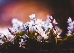Kwiaty cebulicy w świetle