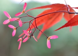 Kwiaty i liście na gałązce purpurowego klonu palmowego