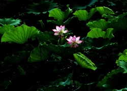 Kwiaty i listki lotosu