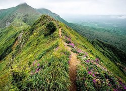 Kwiaty i roślinność obok ścieżki na szczyt góry