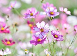 Kwiaty jasnoróżowej kosmei