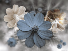 Kwiaty kosmei w grafice 3D