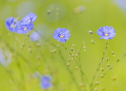 Kwiaty, Niebieski, Len, Zbliżenie