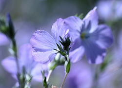 Len włochaty, Niebieskie, Kwiaty