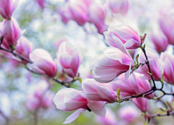Różowa, Magnolia, Kwiaty