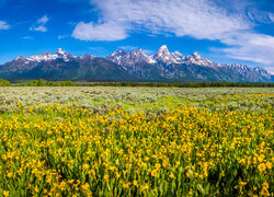 Kwiaty na łące i góry Grand Teton w oddali