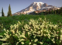 Kwiaty na łące i widok na górę Mount Rainier