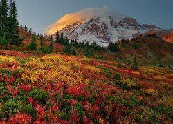 Kwiaty na łące na tle ośnieżonego wulkanu Mount Rainier