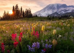 Łąka, Stratowulkan Mount Rainier, Park Narodowy Mount Rainier, Góry, Kwiaty, Alpinia purpurowa, Wschód słońca, Stan Waszyngton, Stany Zjednoczone