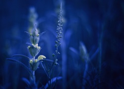 Kwiaty na niebieskim rozmytym tle