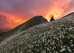 Kwiaty na wzgórzu obok górskiego szczytu o zachodzie słońca