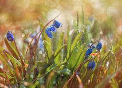 Kwiaty niebieskiej cebulicy w deszczu