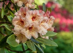 Kwiaty, Rododendrony, Różaneczniki, Liście, Zbliżenie
