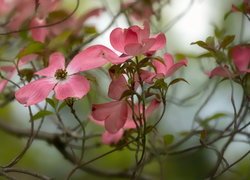 Kwiaty różowego derenia