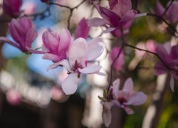 Kwiaty rozwiniętej magnolii na gałązkach