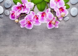 Kwiaty, Orchidea, Storczyki, Kamienie, Liście