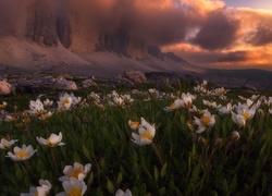 Włochy, Dolomity, Góry, Masyw Tre Cime di Lavaredo, Ciemne, Chmury, Białe, Kwiaty, Łąka