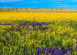 Kwiaty w dolinie Carrizo w Kalifornii