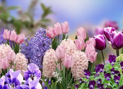 Kwiaty, Tulipany, Hiacynty, Bratki, Grafika