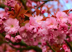 Kwiaty wiśni japońskiej w rozmyciu